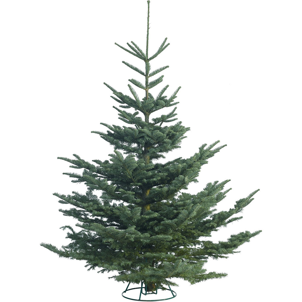 Noble Fir Christmas Tree - 7ft Image 1
