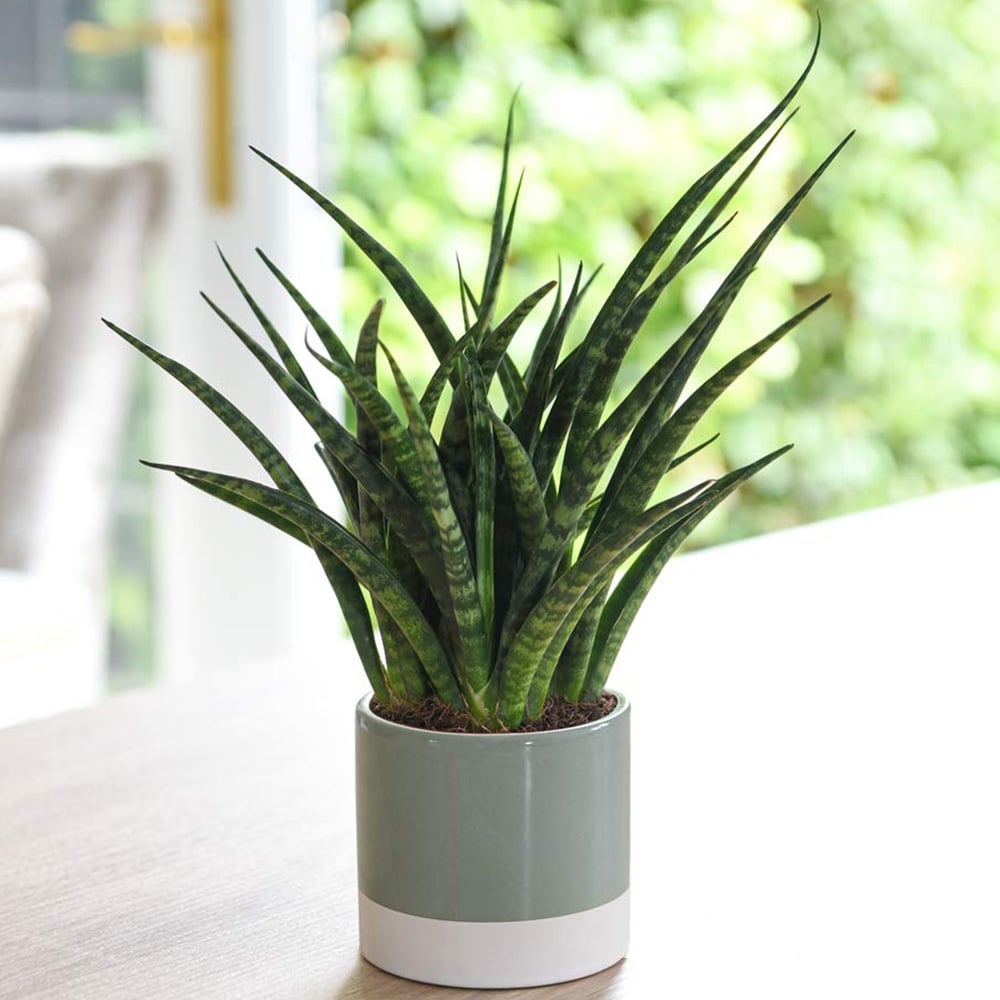 Thompson and Morgan Sansevieria Fernwood African Spear Plant in Pot 8cm 3 Pack Image 1