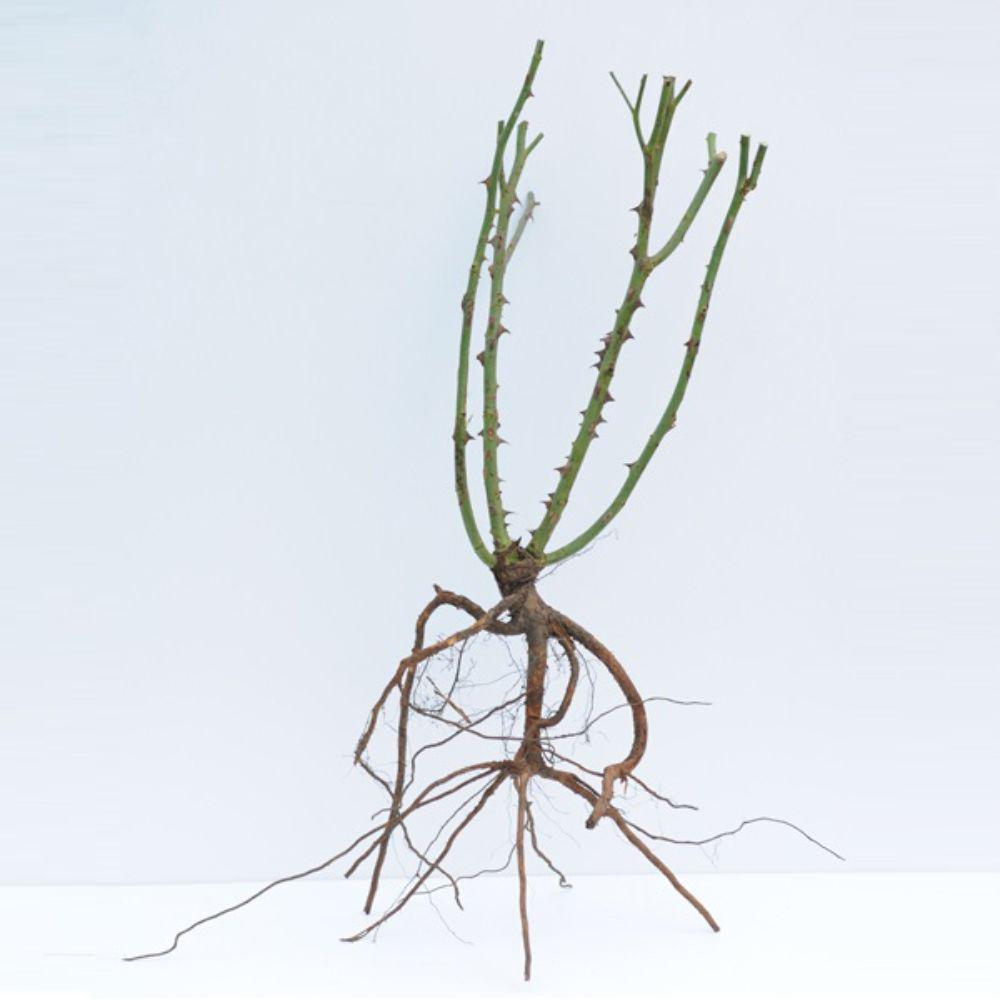 Thompson and Morgan Rose Duo Collection 4 Bare Roots Image 6