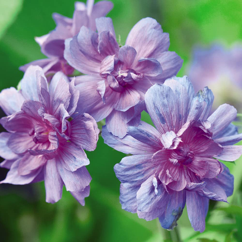 Thompson and Morgan Geranium Double Plenum Caeruleum Bare Root 3 Pack Image 4