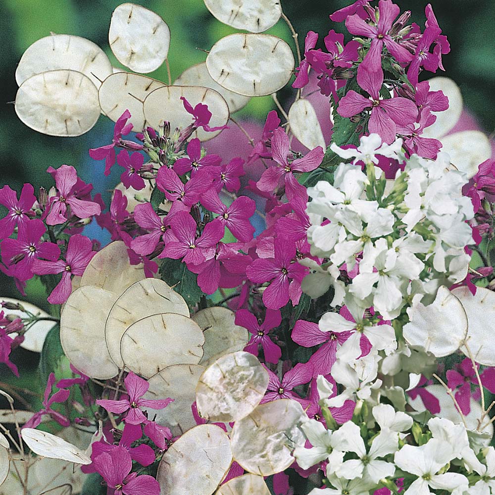 Wilko Honest Purple and White Mixed Flower Seeds Image 1