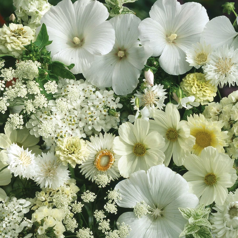 Wilko White Flowers for Wildlife Mixed Seeds Image 1