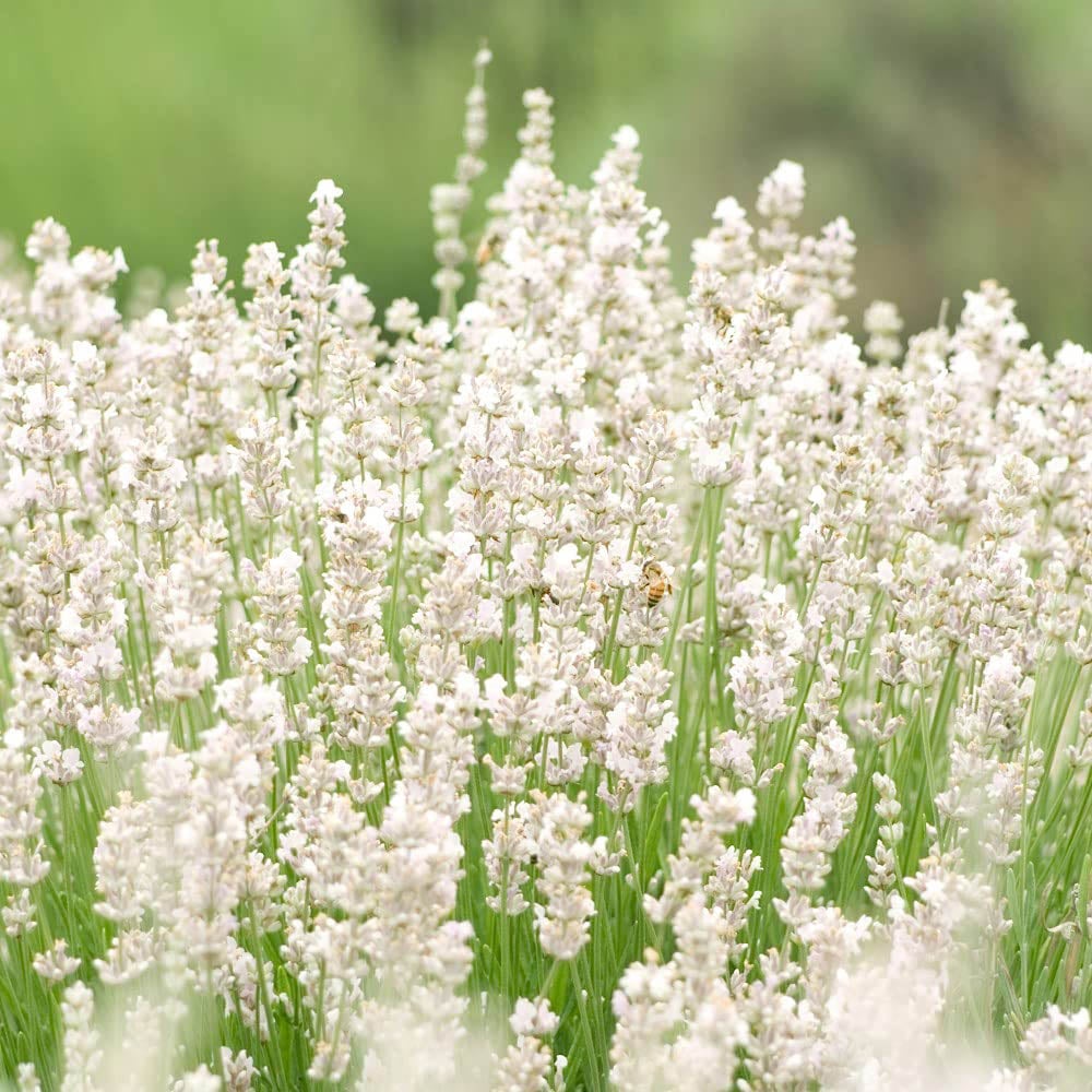 Thompson and Morgan Lavandula Lavender Angustifolia Arctic Snow Plant Pot 9cm 3 Pack Image 4