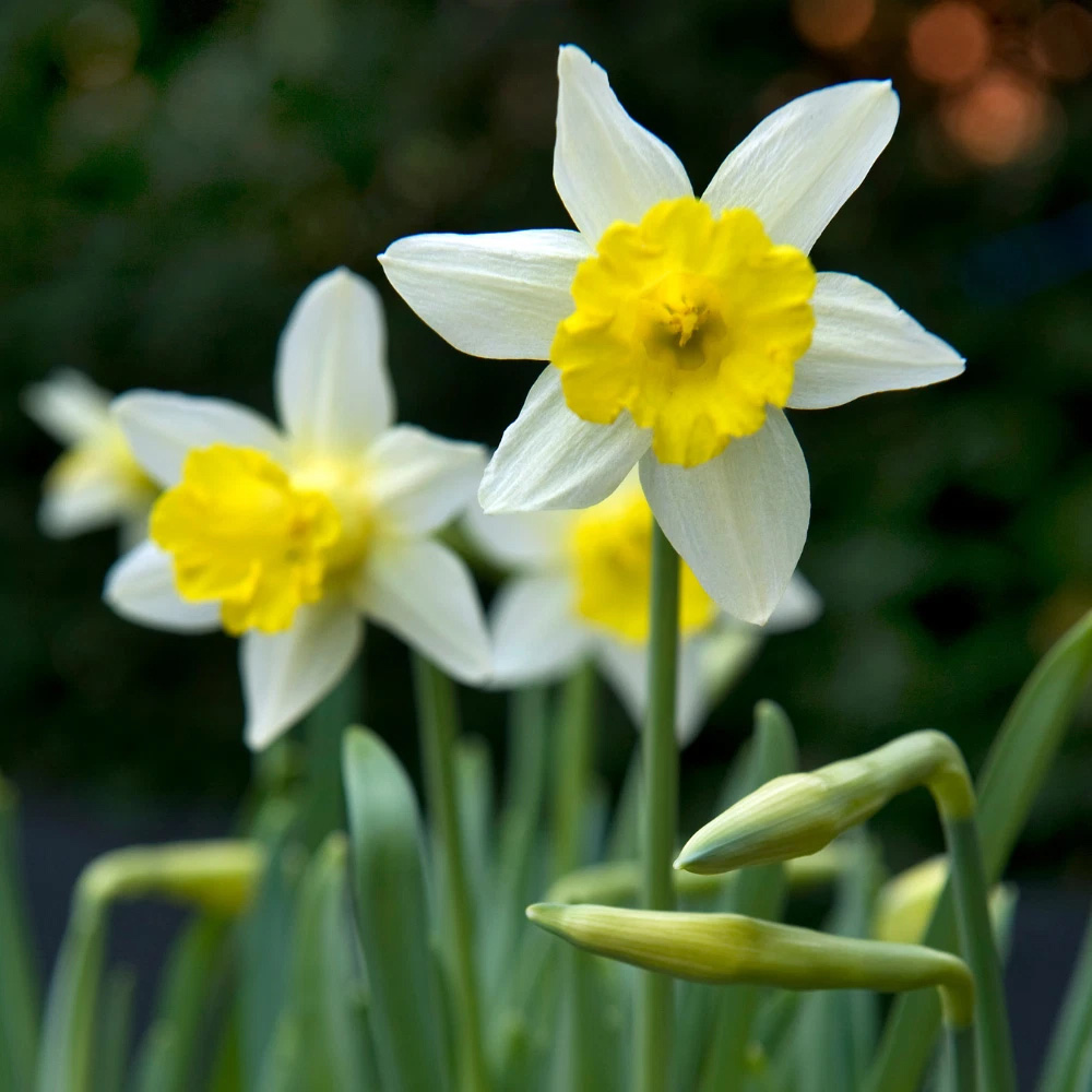 Thompson and Morgan Daffodil Topolino Autumn Planting Bulb 20 Pack Image 2