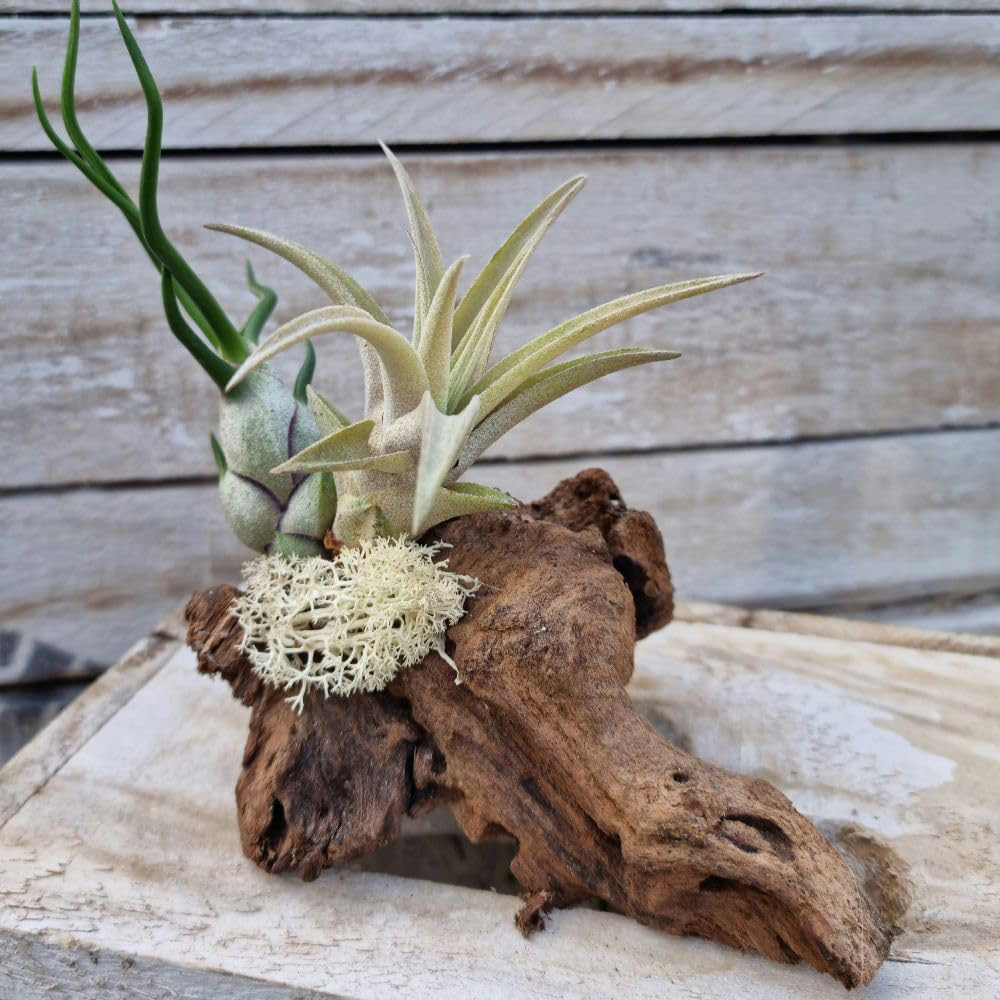 Thompson & Morgan Air Plant Tillandsia on Wooden Log 2 Pack Image 3