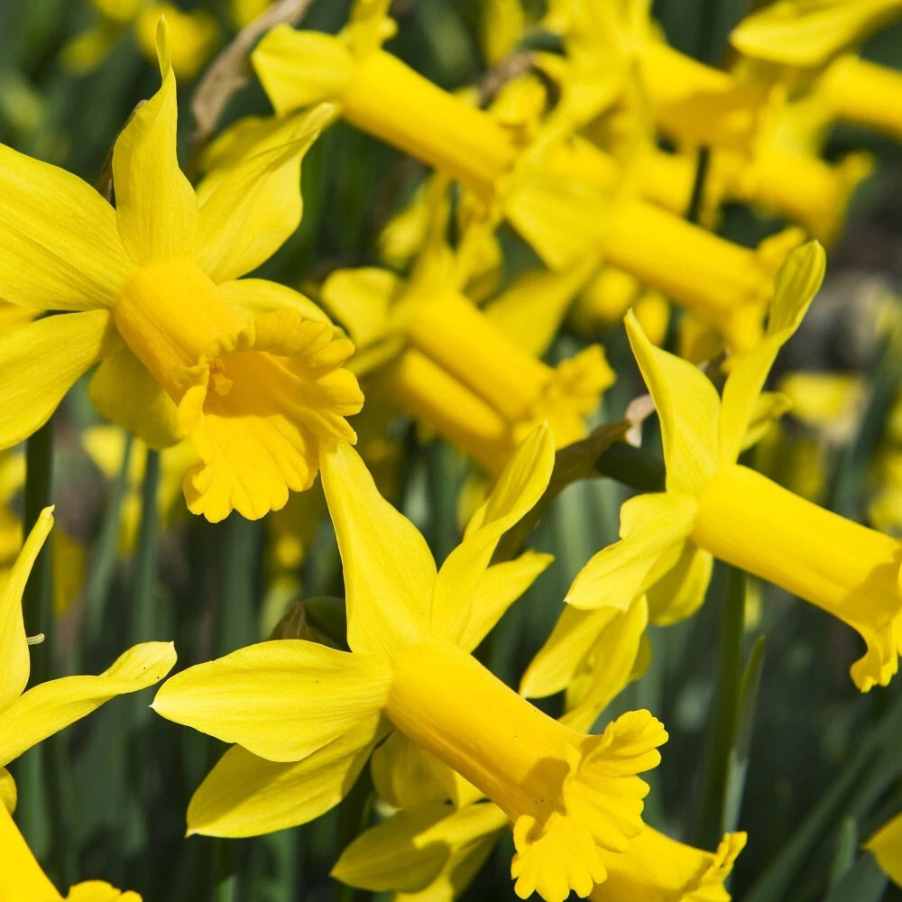 Thompson and Morgan Daffodil Peeping Tom Spring Planting Bulb 16 Pack Image 4