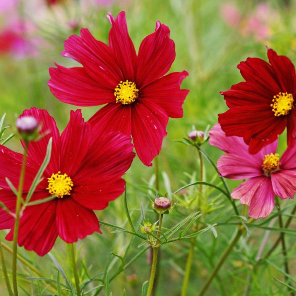 Thompson & Morgan Cosmos Bipinnatus Rubenza Packet Image 1