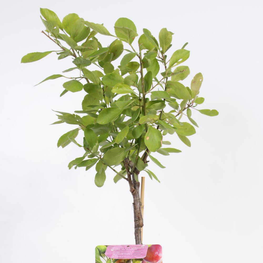 Thompson and Morgan Wonder Tree Plum Opal Plant in Pot 24cm Image 3