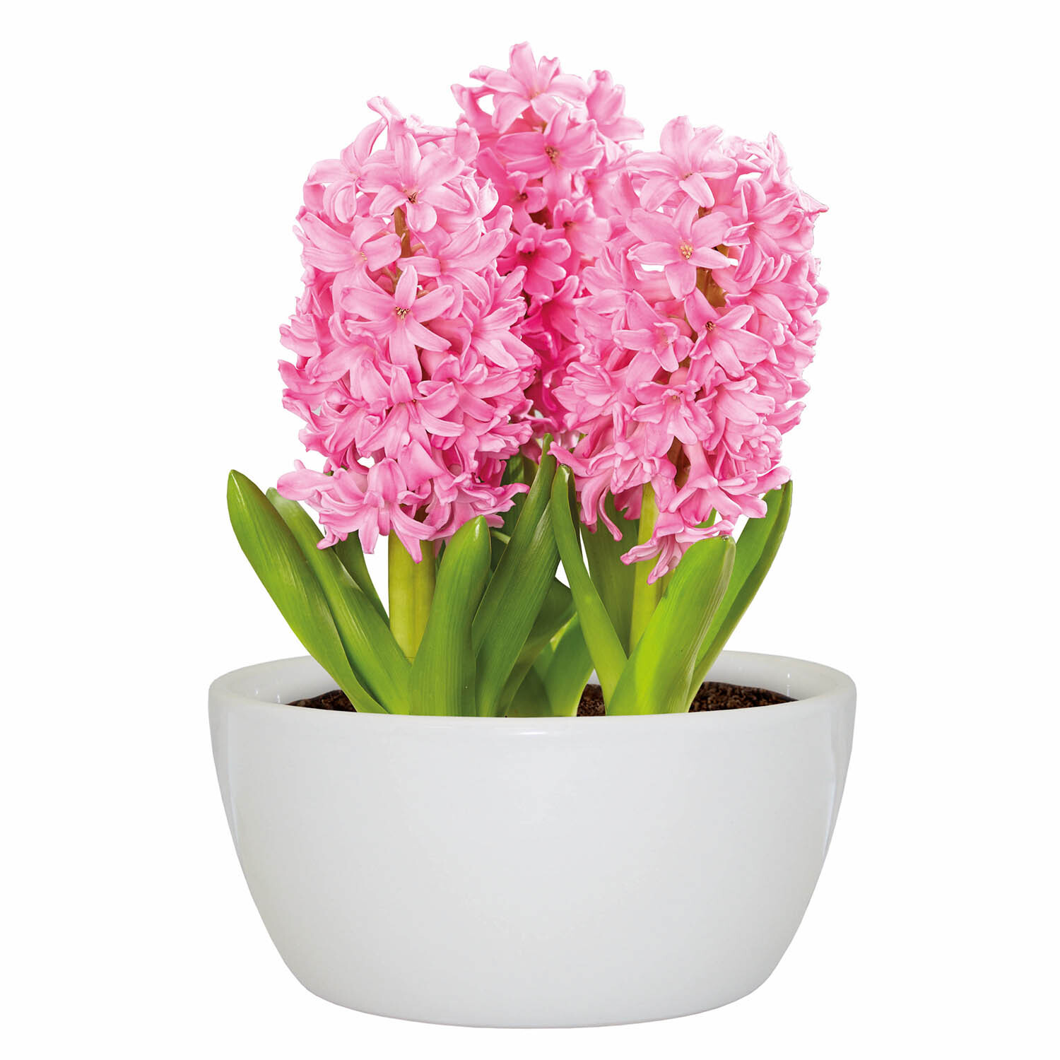 Hyacinth Bowl Grow Set  - White and Pink Image 1