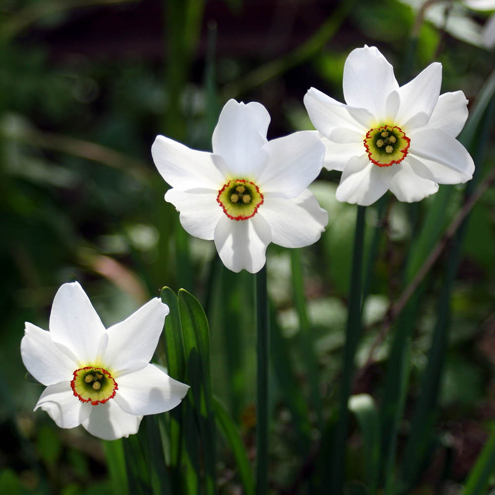 YouGarden Narcissus Pheasant Eye Planting Bulb 30 Pack Image 3