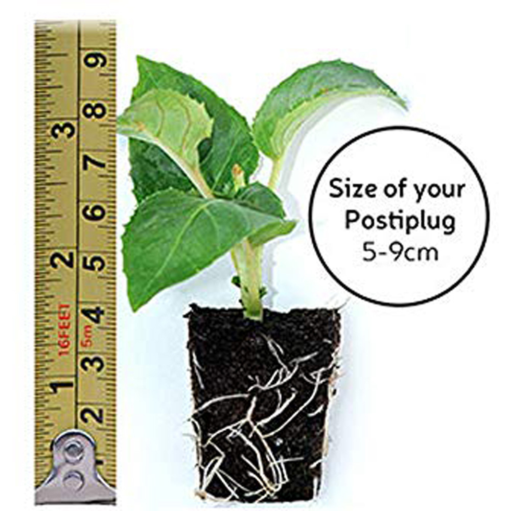 Thompson & Morgan Brussels Sprout Crispus Postiplugs 20 Pack Image 4