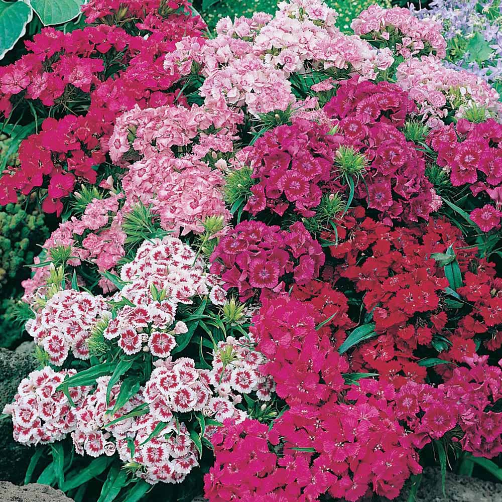 Johnsons Sweet William Indian Carpet Mix Seeds Image 1