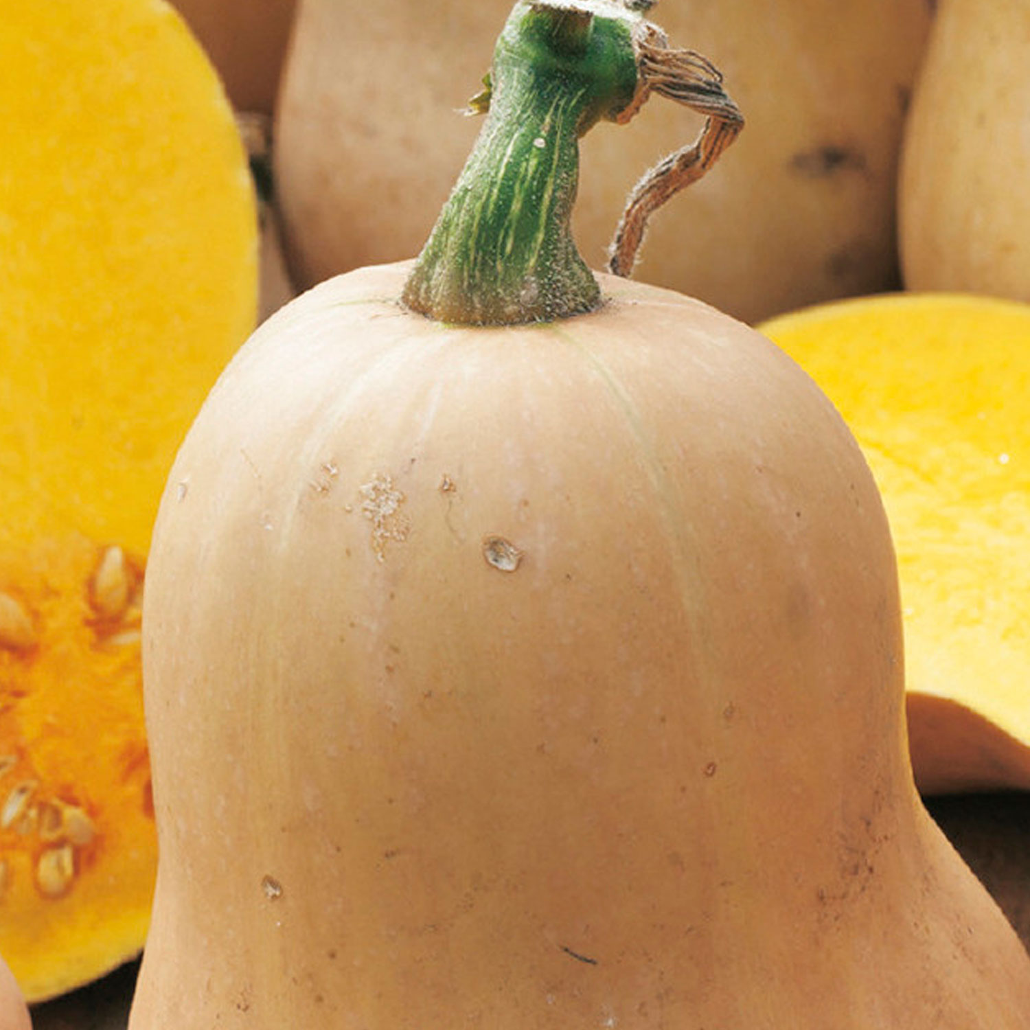 Johnsons Organic Early Butternut Winter Squash Seeds Image 1