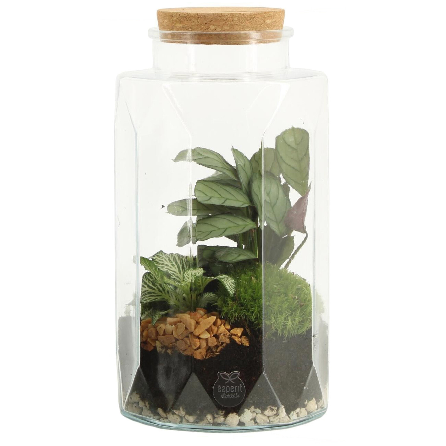 Terrarium Image 2