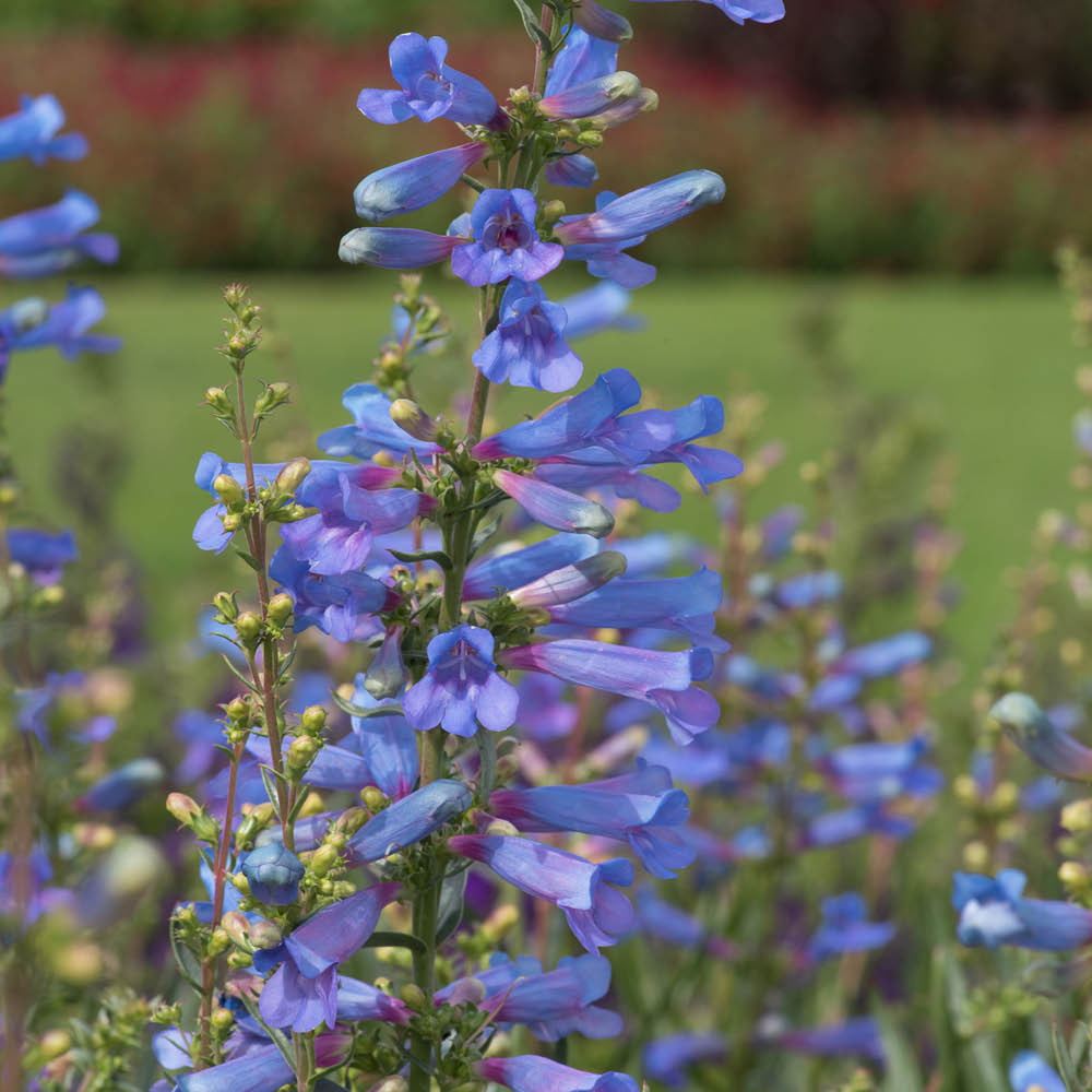 YouGarden Penstemon Heterophyllus Electric Blue Plant Pot 3L Image 3