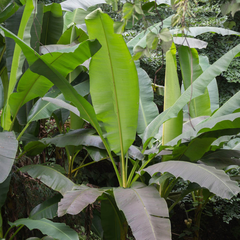 Thompson and Morgan Musa Basjoo Japanese Banana Exotic Palm Plant Pot 10.5cm Image 4