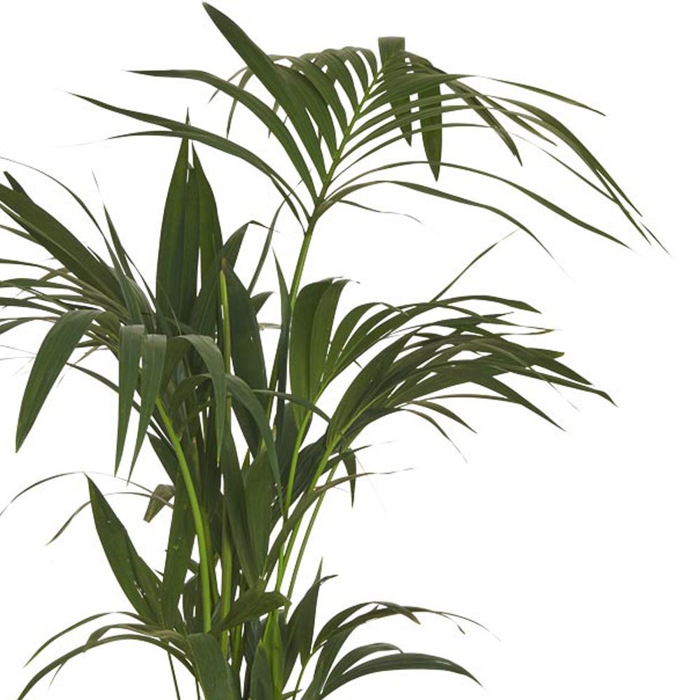 Wilko Kentia Palm Plant 110-140cm Image 6