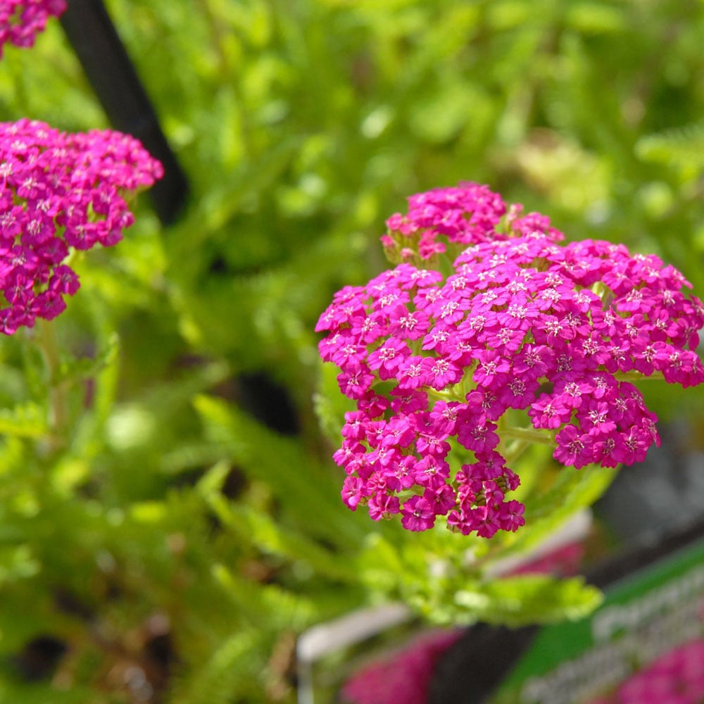 Thompson and Morgan Achillea Mill Tutti Fruitti Pink Grapefruit Plant Pot 3L Image 3