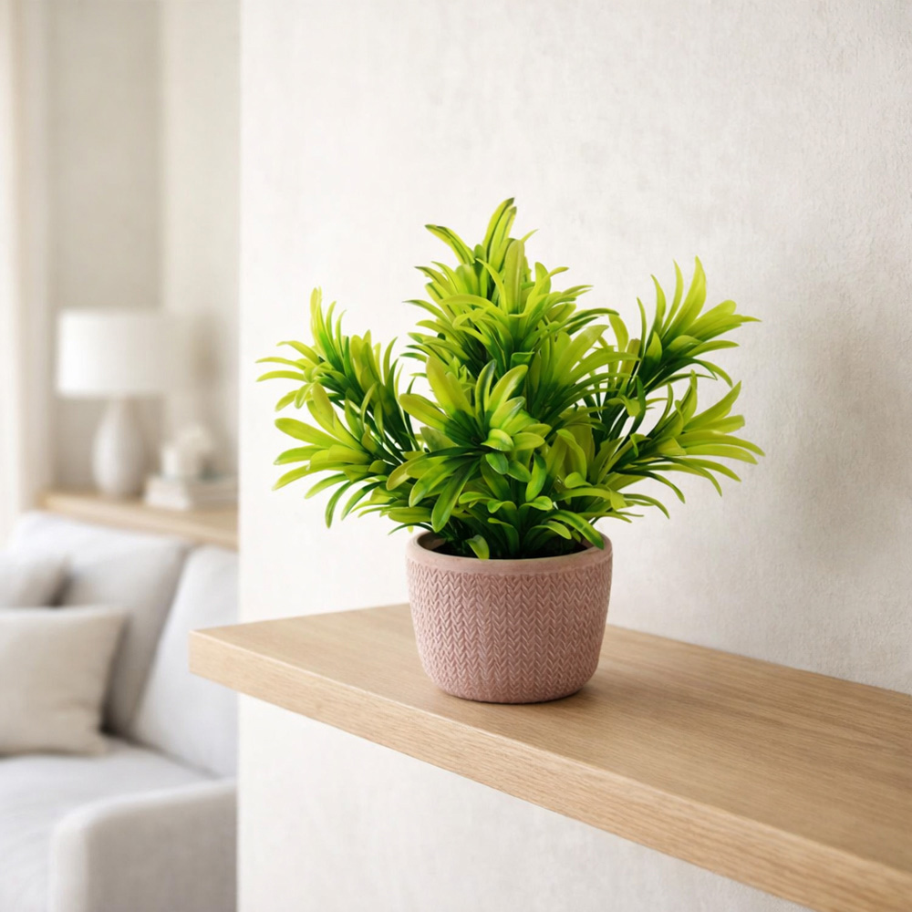 Leaf Light Green Foliage Honey Plant in Terracotta Pot 22cm Image 2
