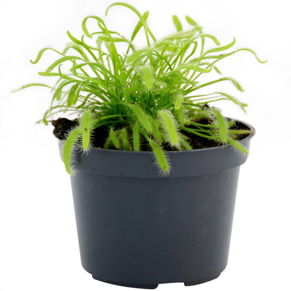 Thompson and Morgan Drosera Capensis Plant Pot 9cm Image 7