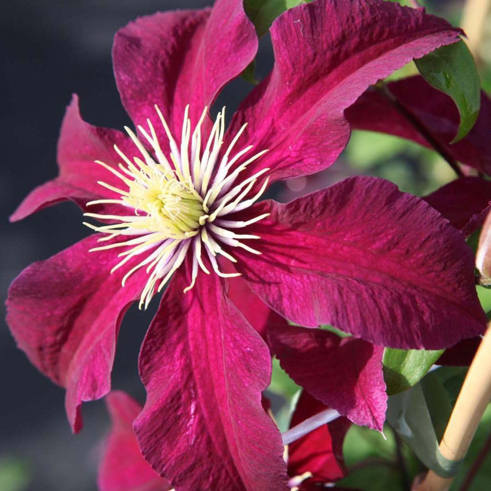 Thompson and Morgan Clematis Niobe Plant Pot 7cm 3 Pack Image 1