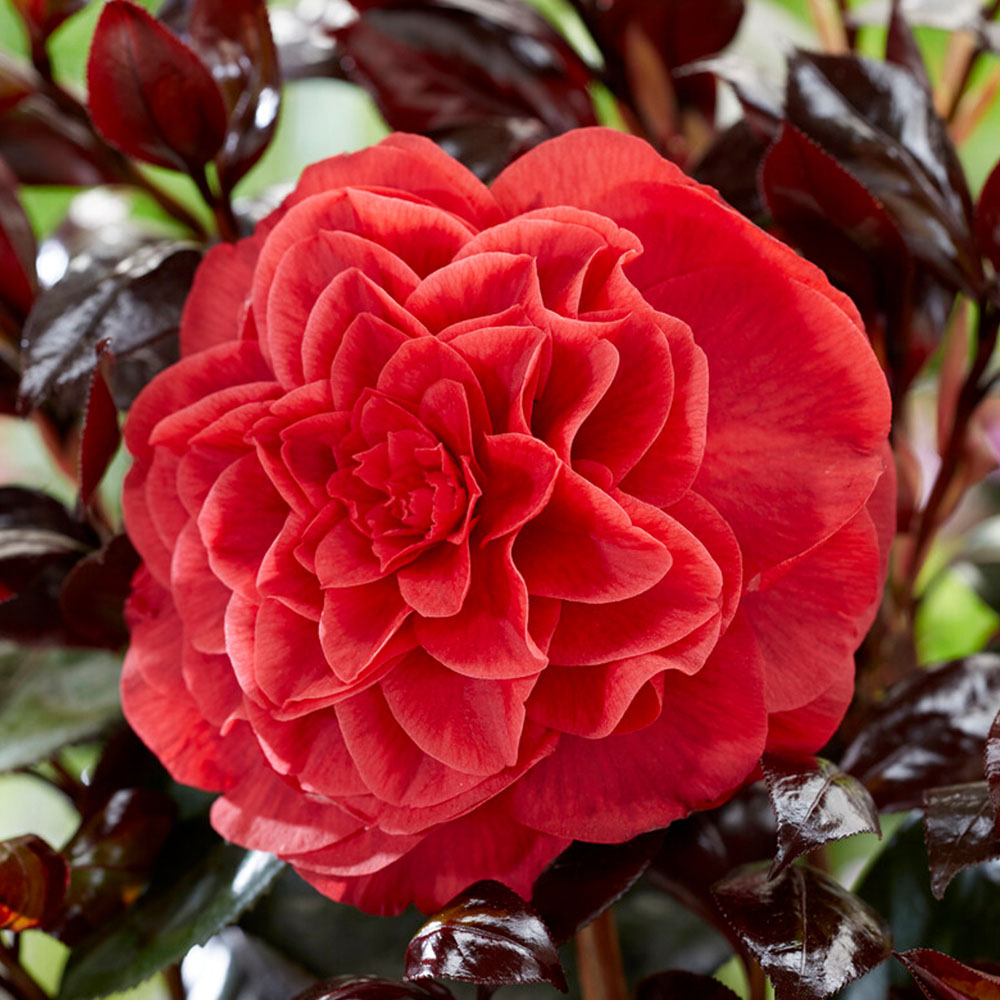 wilko Camellia Japonica Femme Fatale Plant Pot Image 1