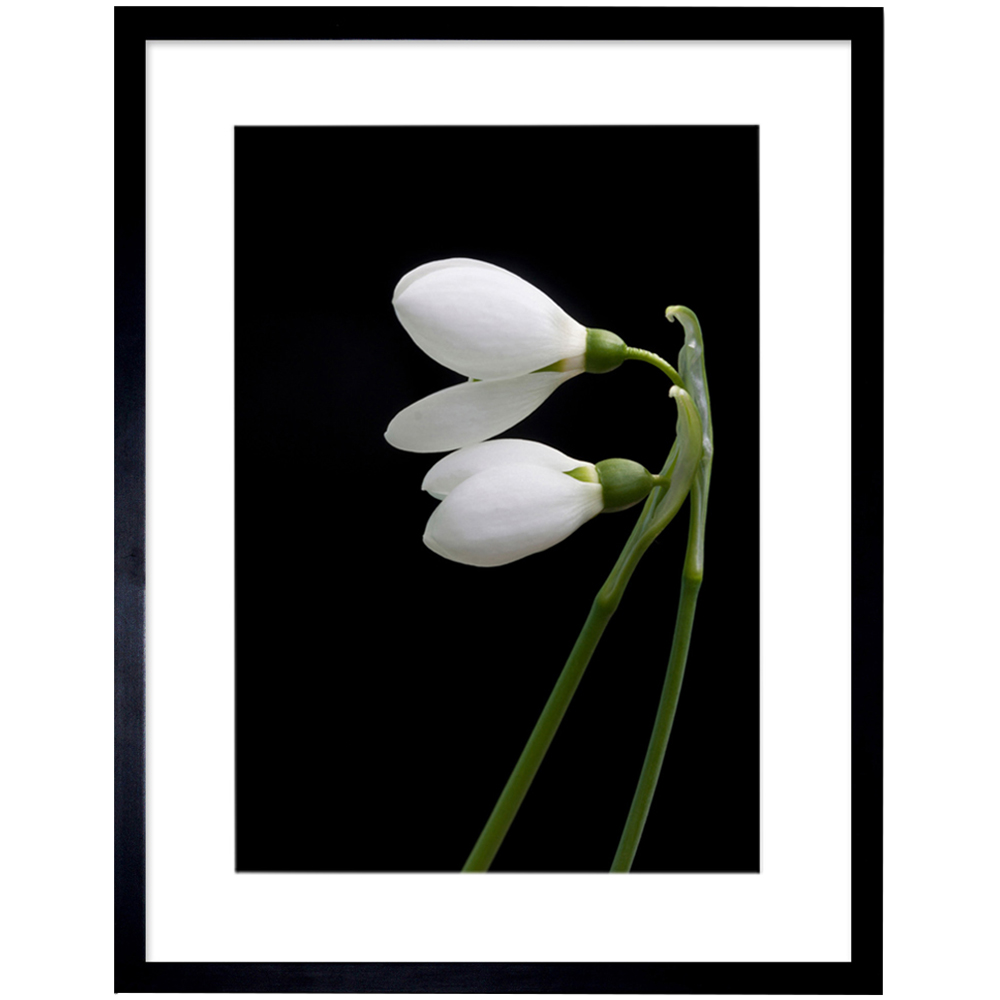 Wee Blue Coo Snowdrops Spring Flowers Bloom White and Framed Wall Art Print 30 x 41cm Image 1