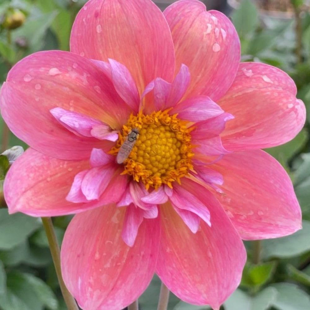 Thompson and Morgan Dahlia Strawberry Bon Bon Plant Pot 3L Image 2