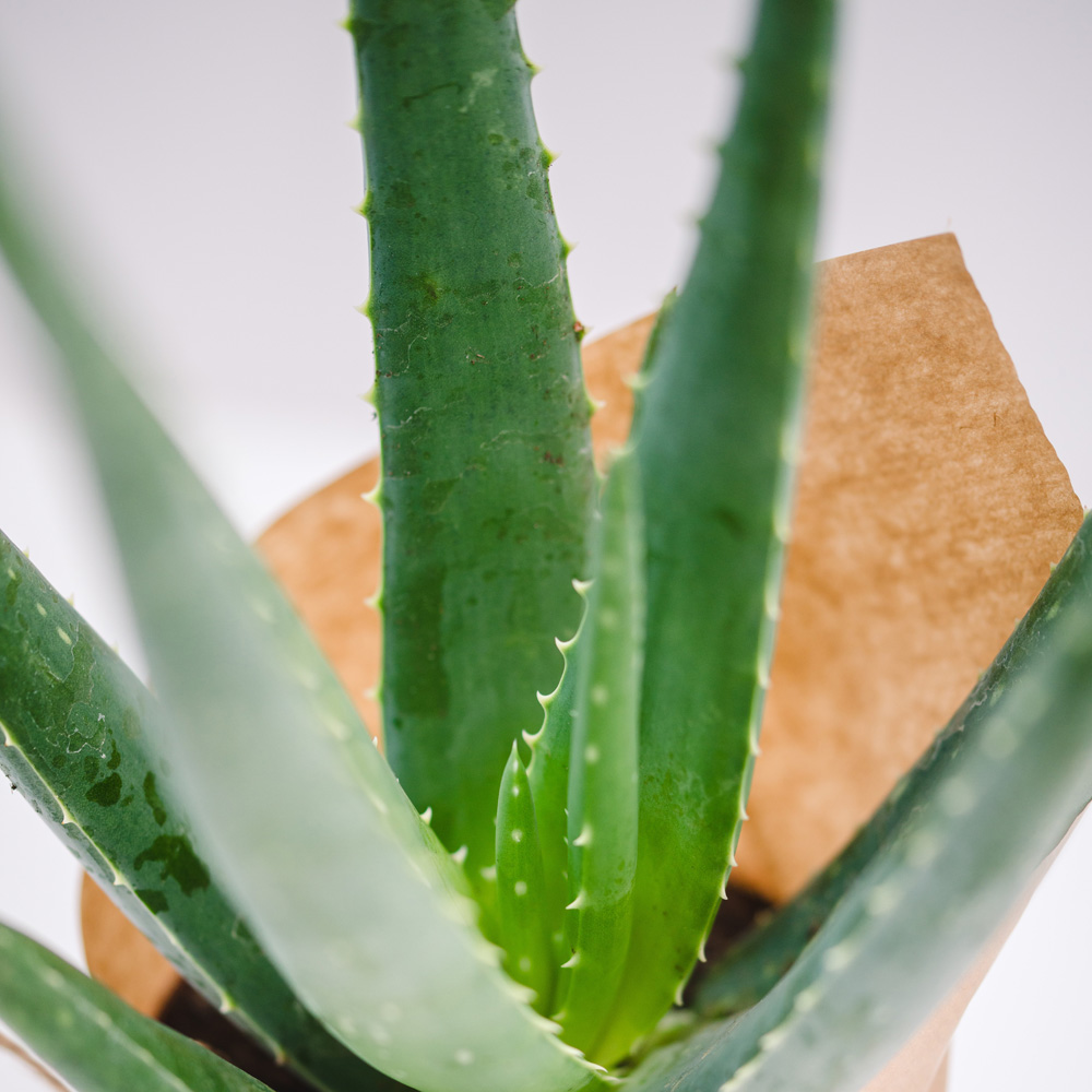 Aloe Vera Plant Image 3