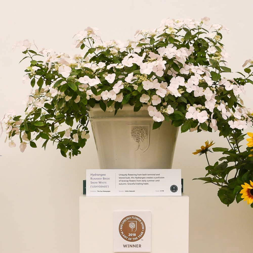 Thompson and Morgan Hydrangea Runaway Bride Plant Pot 13cm 2 Pack Image 7