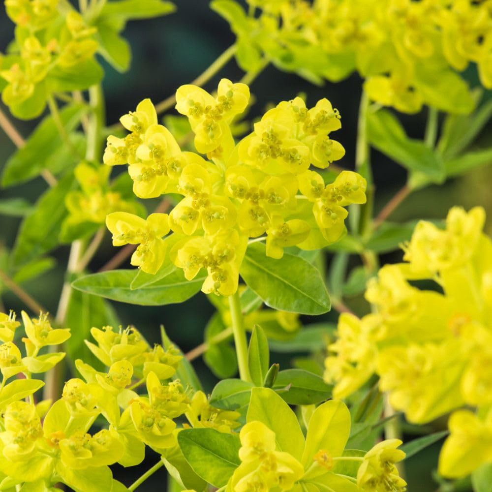 Thompson and Morgan Euphorbia Palustris Plant Pot 9cm Image 1