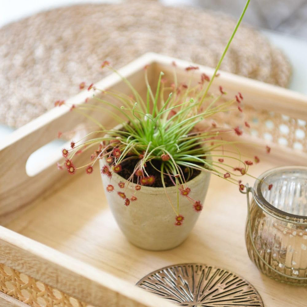 Thompson and Morgan Drosera Paradoxa Plant Pot 9cm 2 Pack Image 5