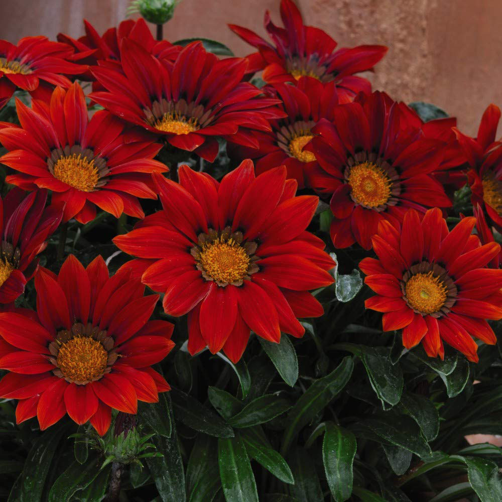 Thompson and Morgan Gazania Daybreak Red Shades Garden Ready Plant 30 Pack Image 3