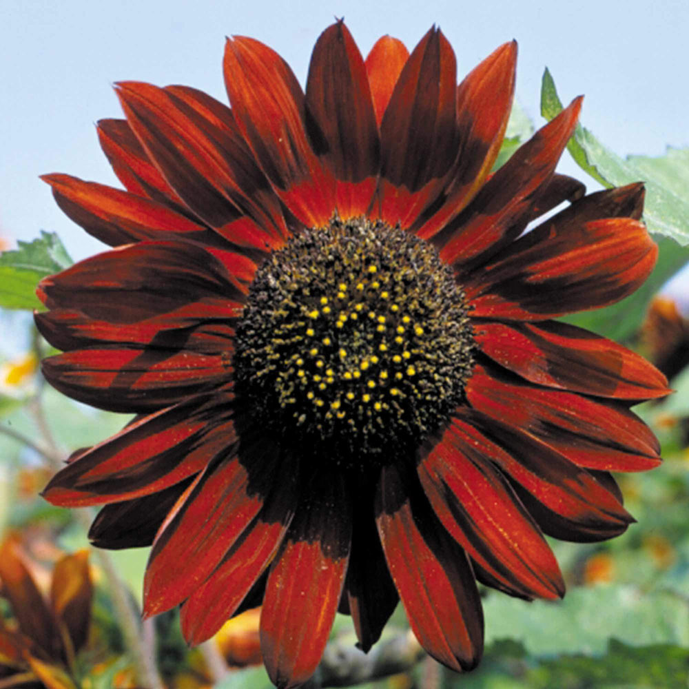 Thompson and Morgan Sunflower Ruby Sunset Seeds Image 2