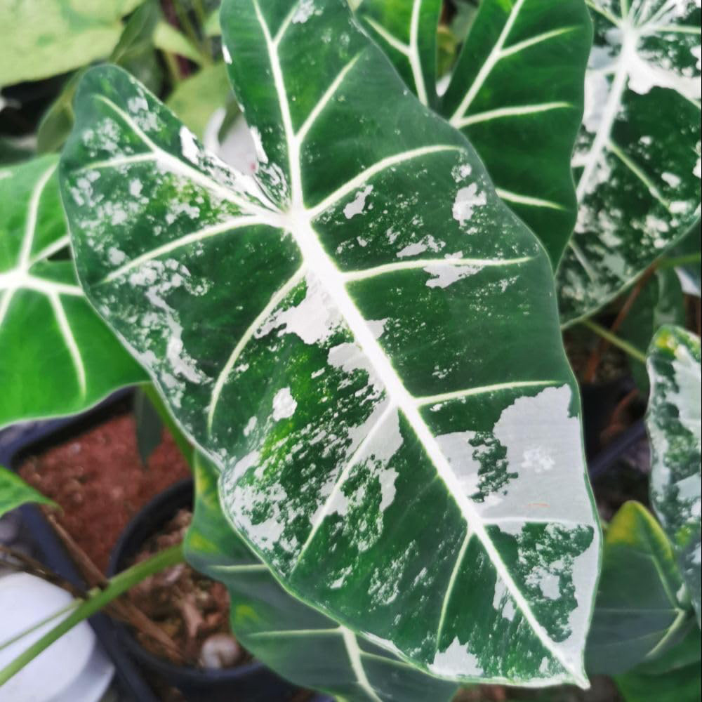 Thompson & Morgan Alocasia Cuprea Frydek Variegata Plant Pot 12cm 2 Pack Image 1
