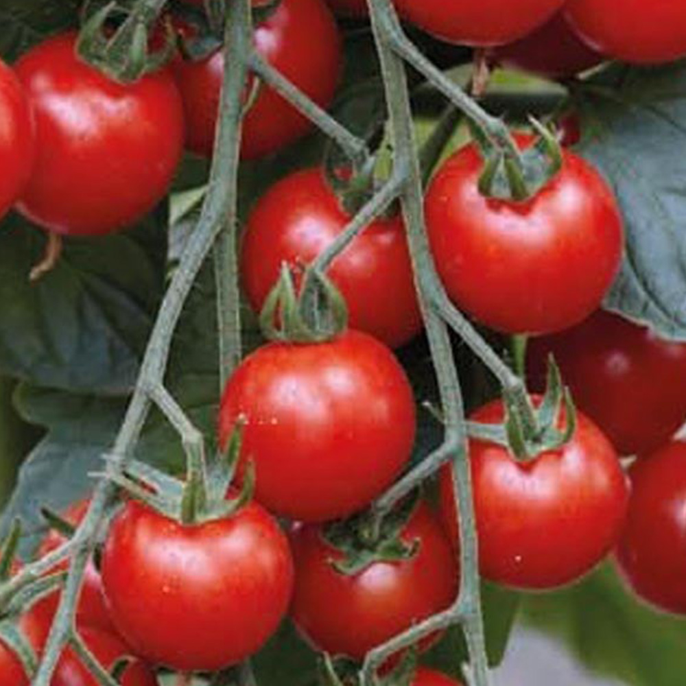 Wilko Summer Vegetable Bucket - Tomato 18 x 18 x 17.5cm Image 2
