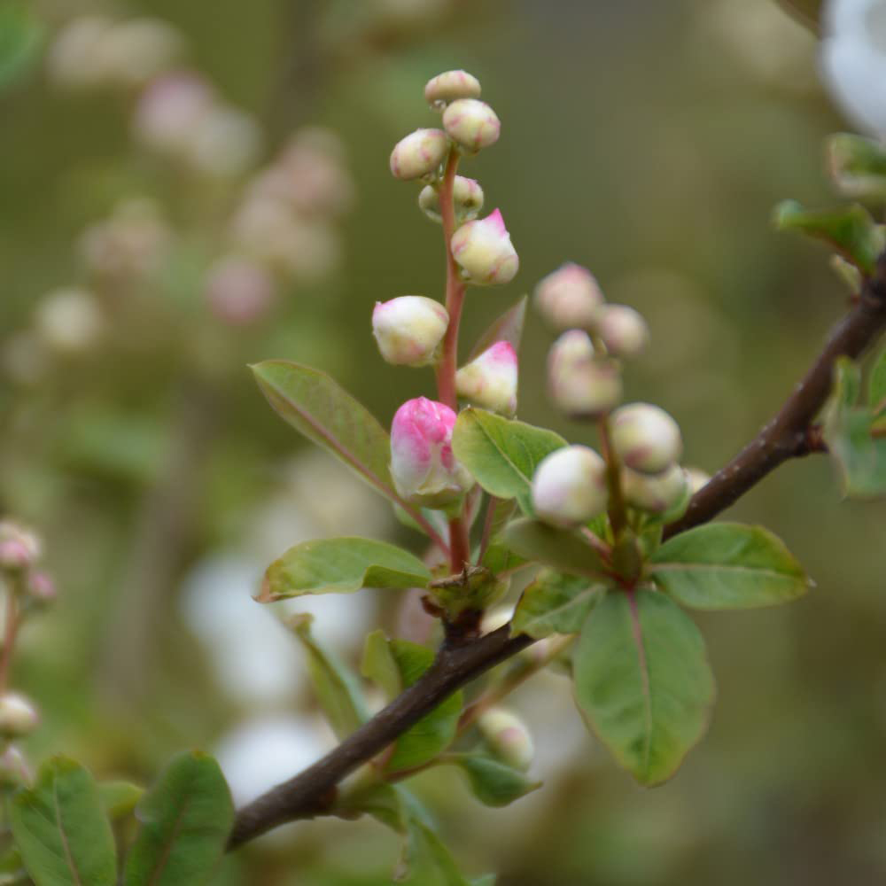 Thompson and Morgan Exochorda Blushing Pearl Potted Plant 9cm Image 8