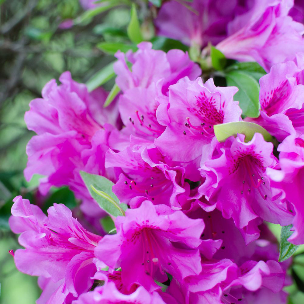 Thompson and Morgan Azalea Dwarf Flowering Shrub Collection Plant Pot 9cm 4 Pack Image 5