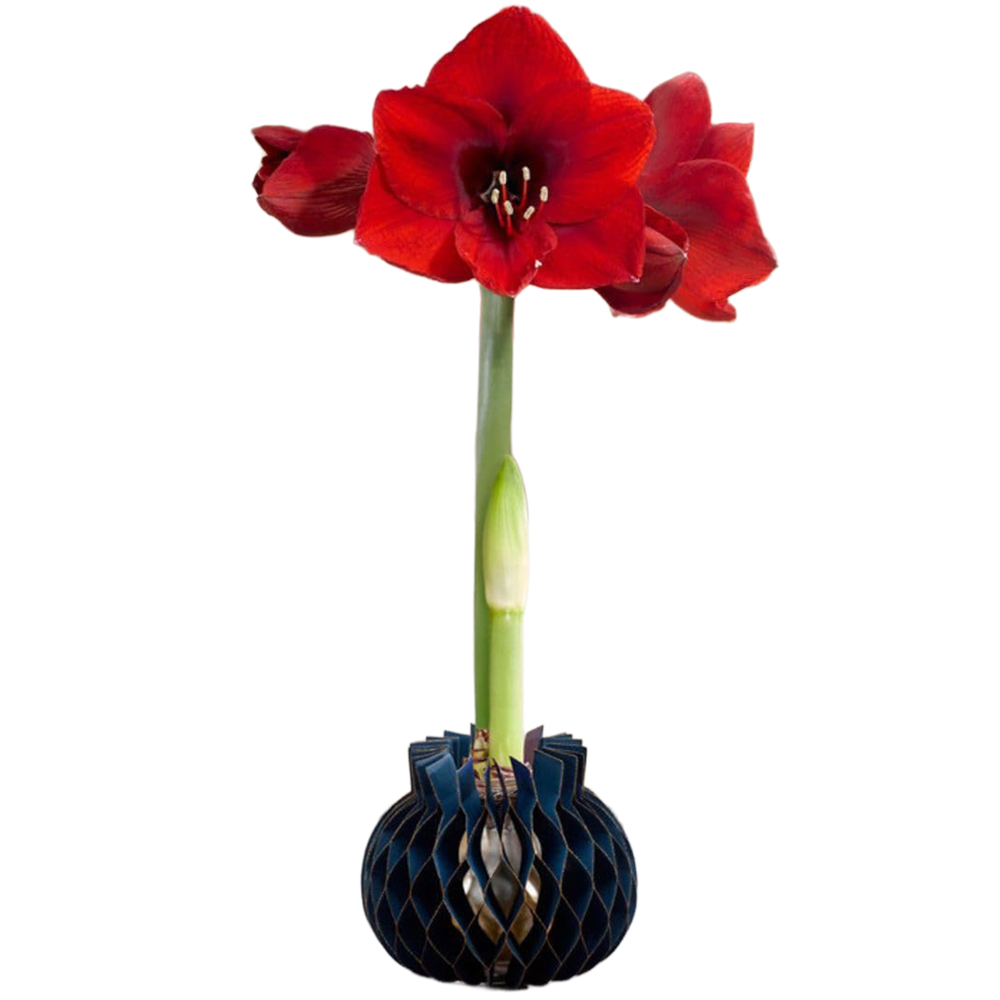 Thompson and Morgan Red Amaryllis Jolie Planting Bulb in Gold Sleeve 2 Pack Image 2