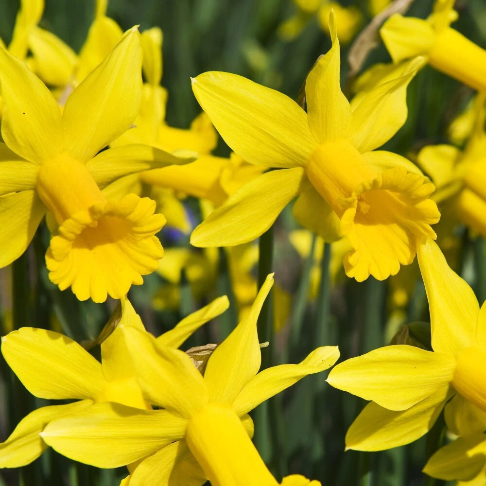 Thompson and Morgan Daffodil Peeping Tom Spring Planting Bulb 8 Pack Image 5