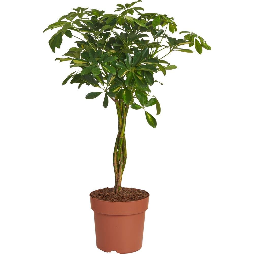 Wilko Schefflera Arboricola Gold Capella 21cm Image 1