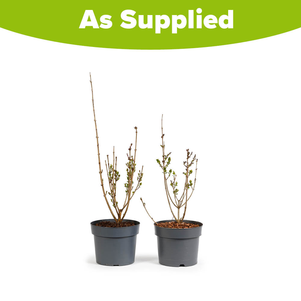 YouGarden Fragrant Dwarf Lilac Collection Plant Pot 3L 2 Pack Image 5