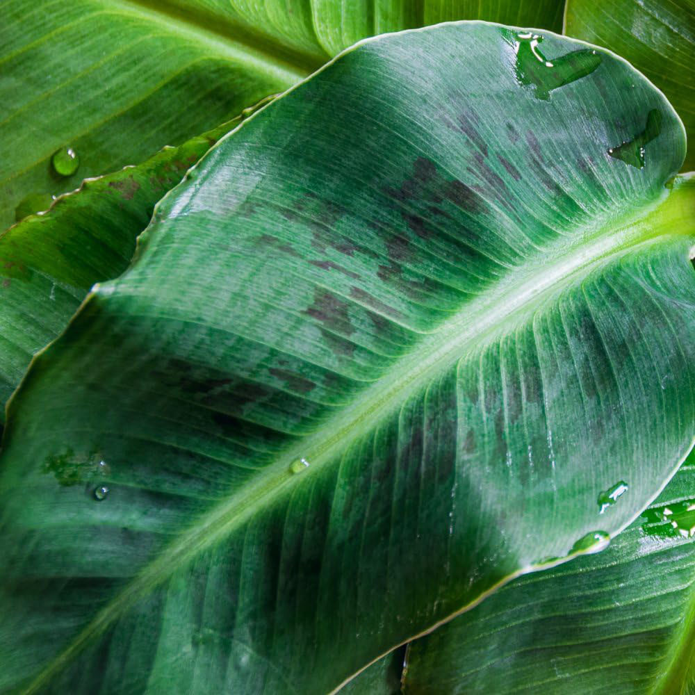 Thompson and Morgan Musa Acuminata Dwarf Cavendish Plant Pot 13cm Image 2