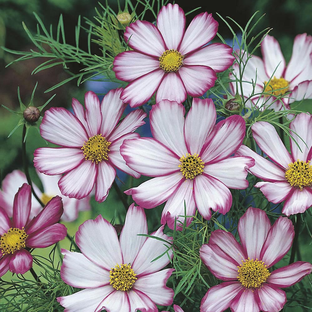 Wilko Cosmos Picotee Seeds Image 1