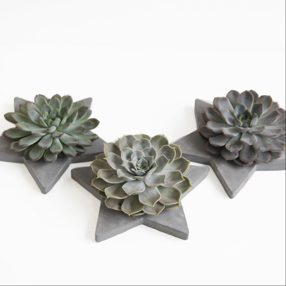 Thompson and Morgan Echeveria Mix Succulent Arrangement in Grey Star 2 Pack Image 2