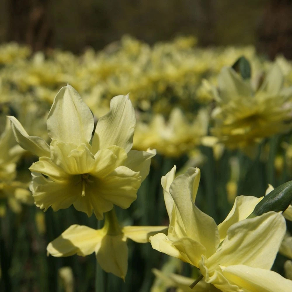 Thompson and Morgan Narcissus Exotic Mystery Lime Yellow Planting Bulb 10 Pack Image 6