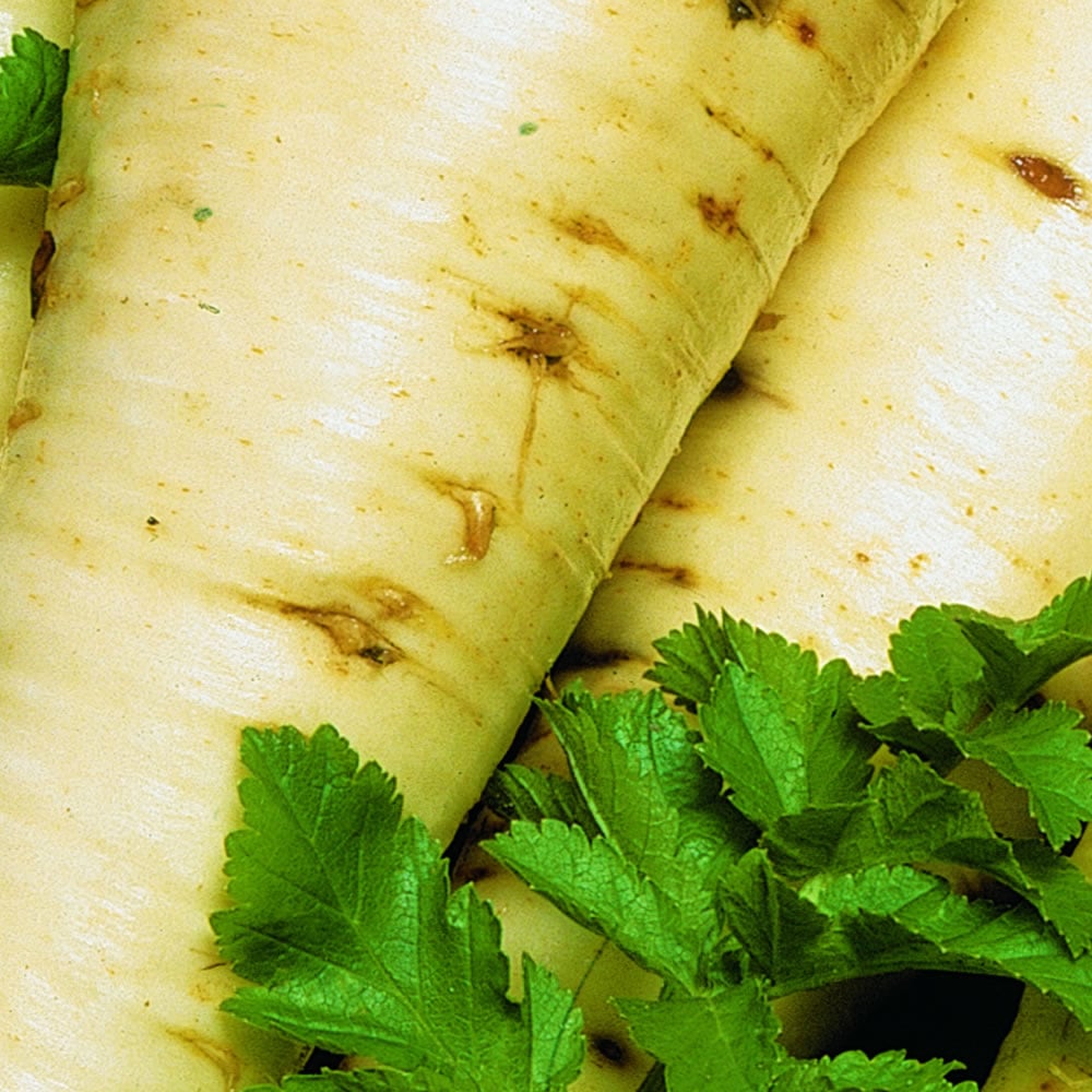 Wilko Parsnip White Gem Seeds Image 1