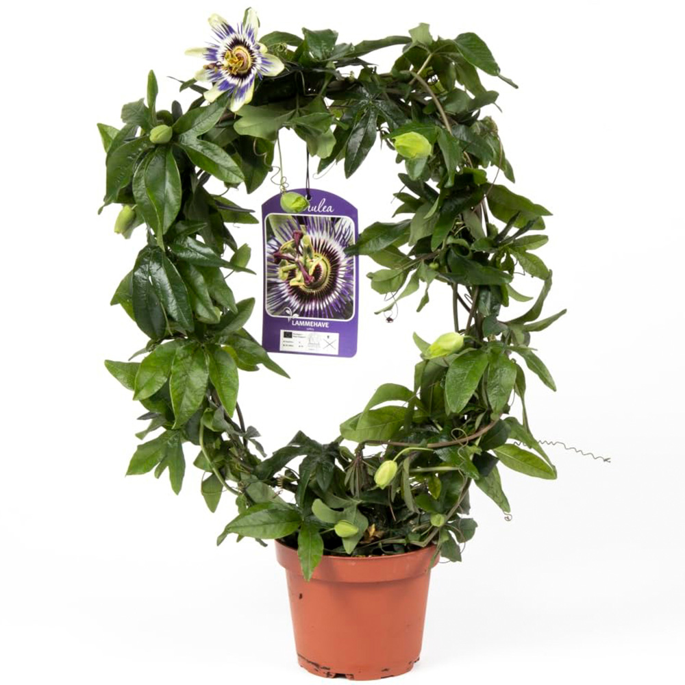 Thompson and Morgan Passiflora Caerulea Hoop Plant Pot 13cm Image 2