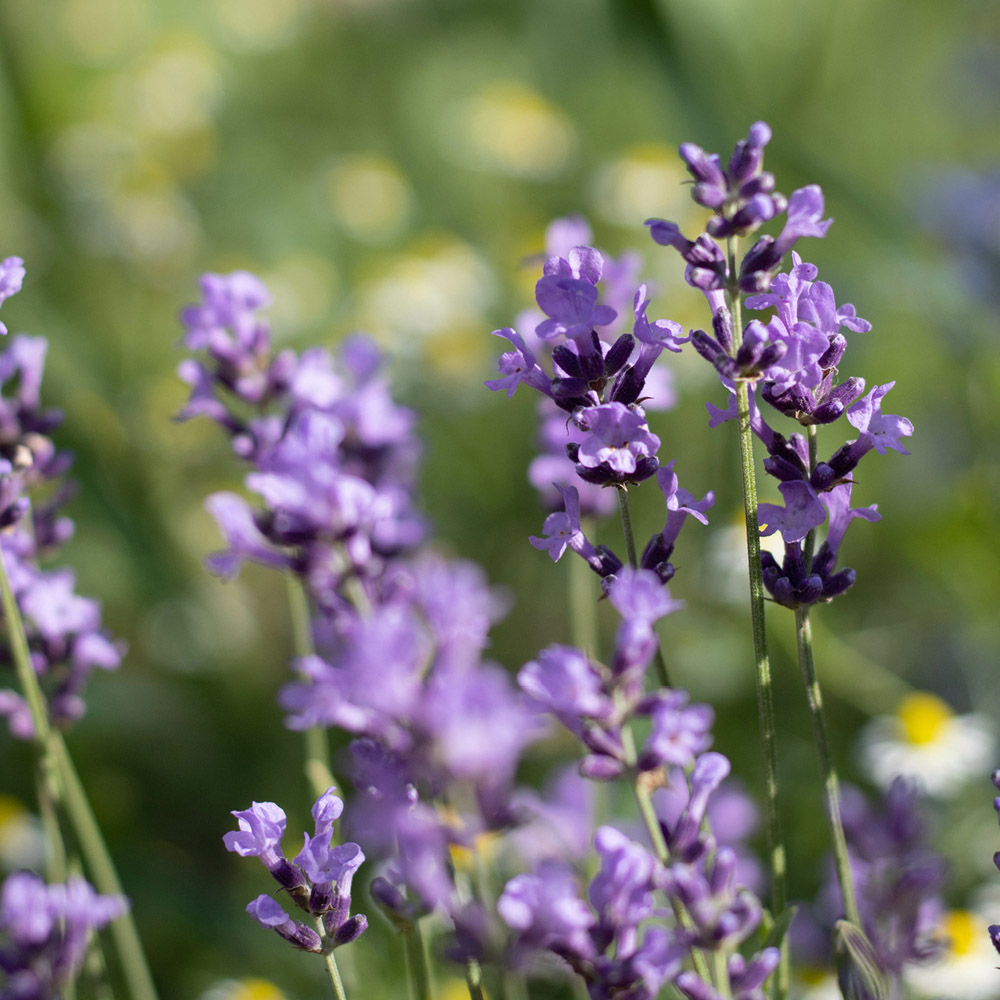 YouGarden English Lavender Hidcote Hedging Plant in Pot 6 Pack Image 2