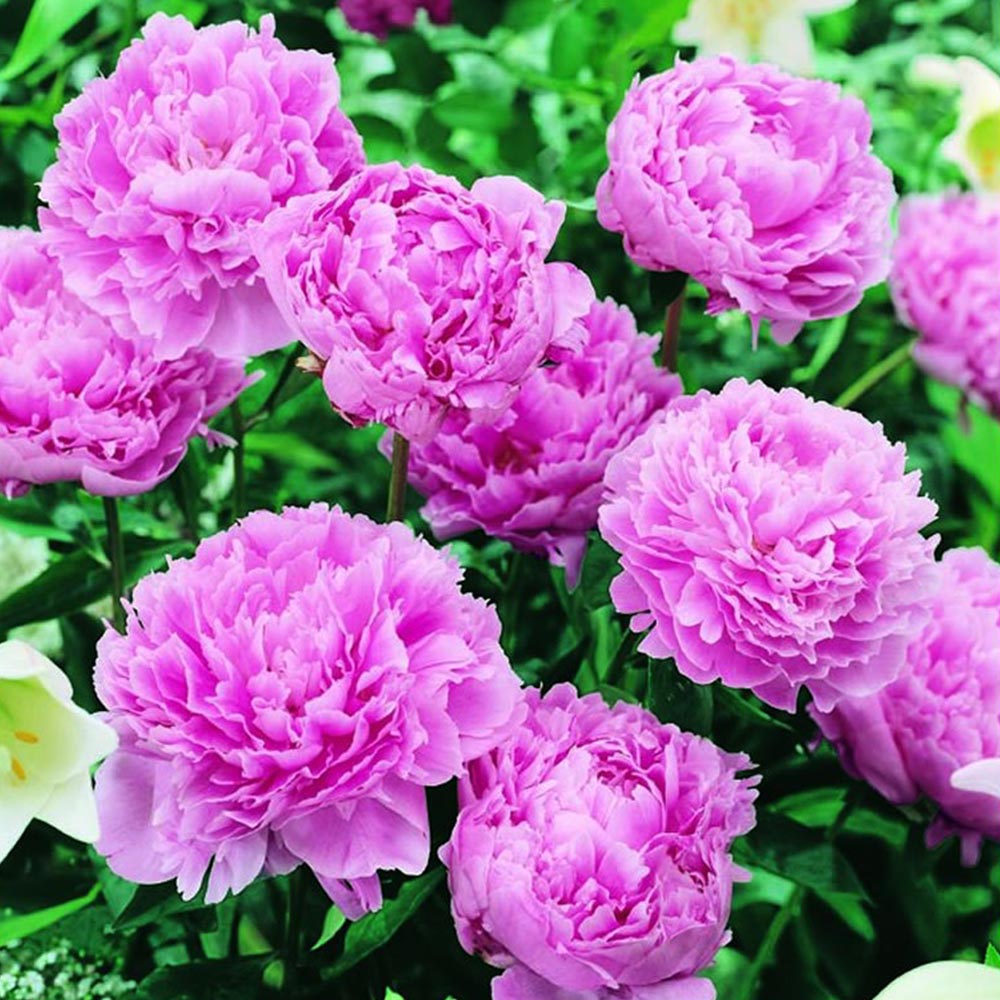 Wilko Peony Sarah Bernhardt Pink Perennial Spring Planting Bulb Image